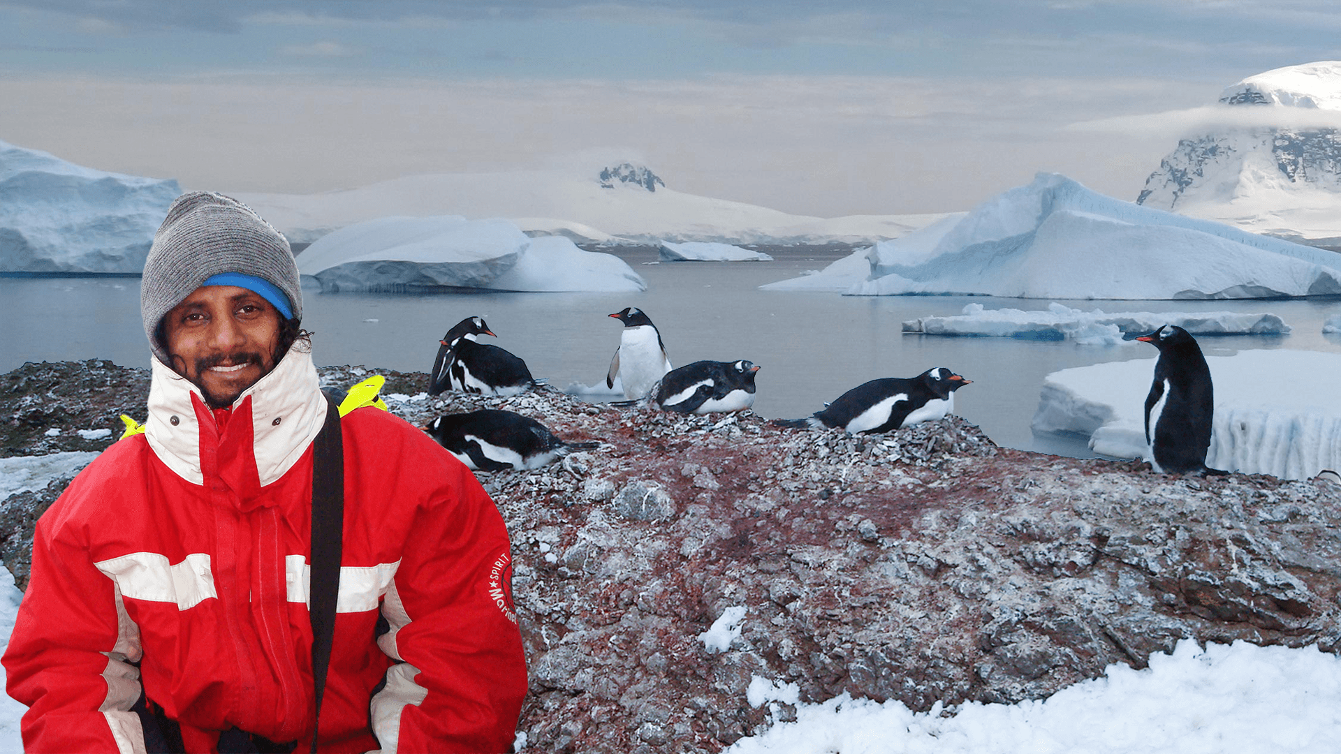 Antarctica-Penguin.png