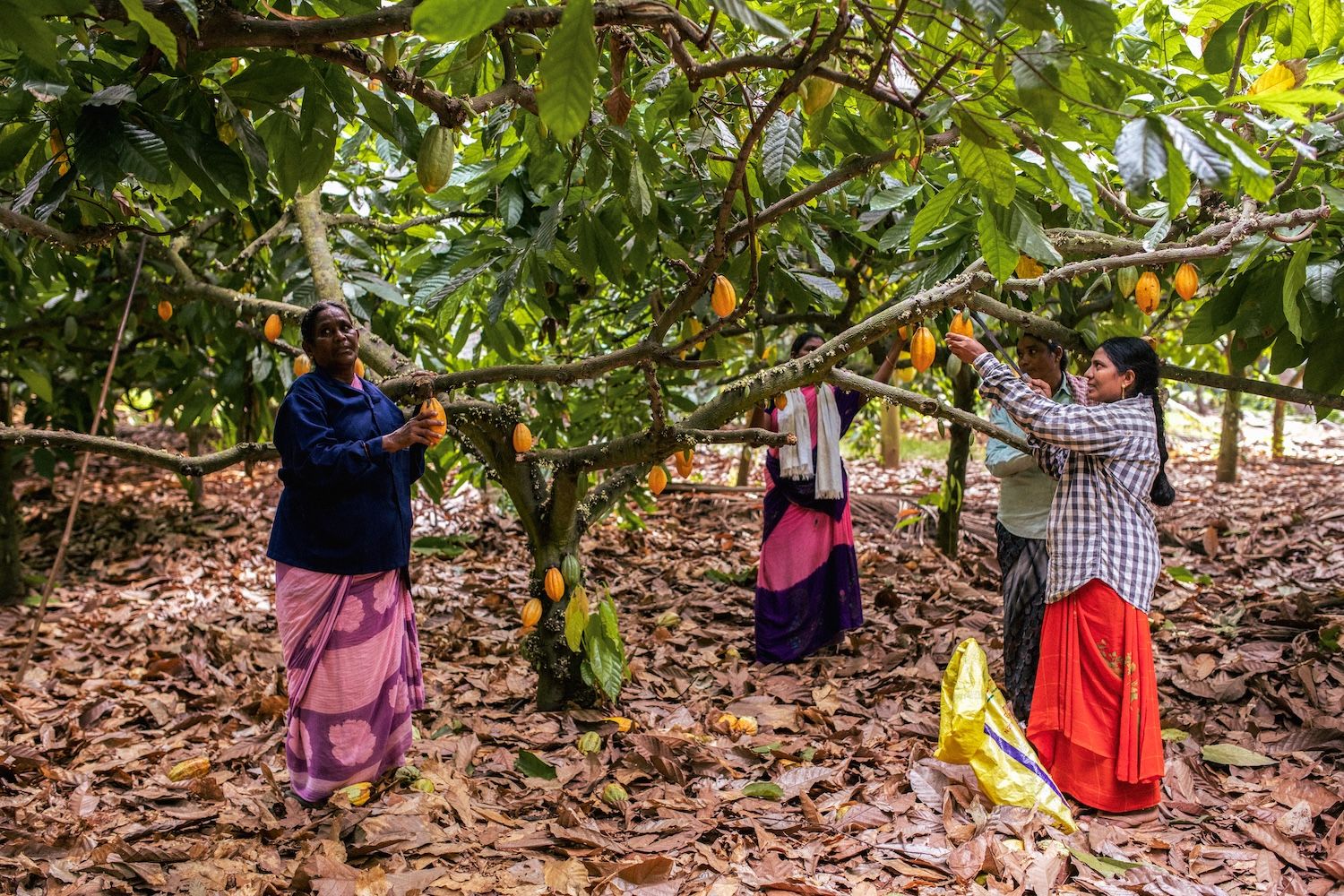 Manam Chocolate's West Godavari District Cacao Farms