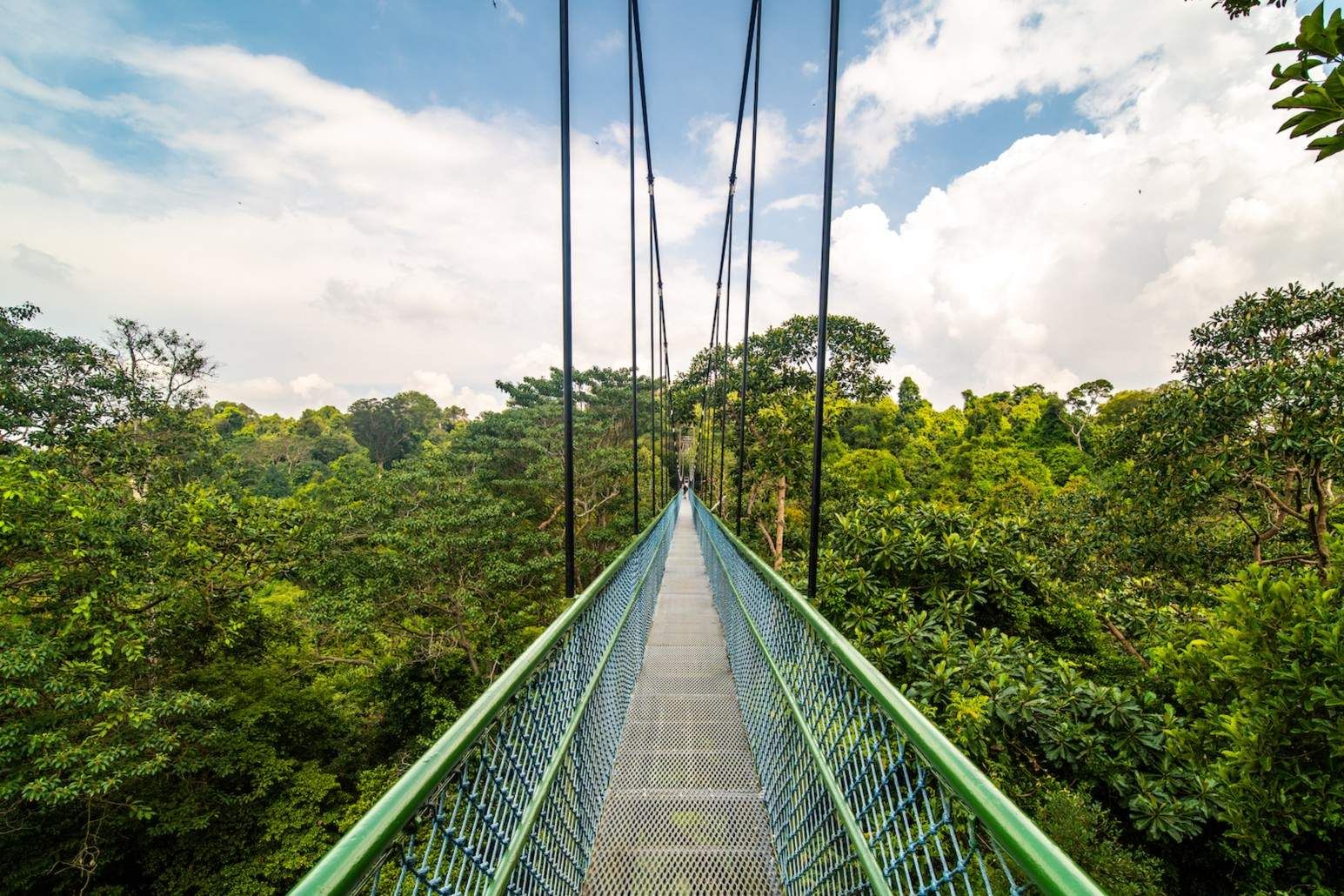  - MacRitchie Reservoir Park