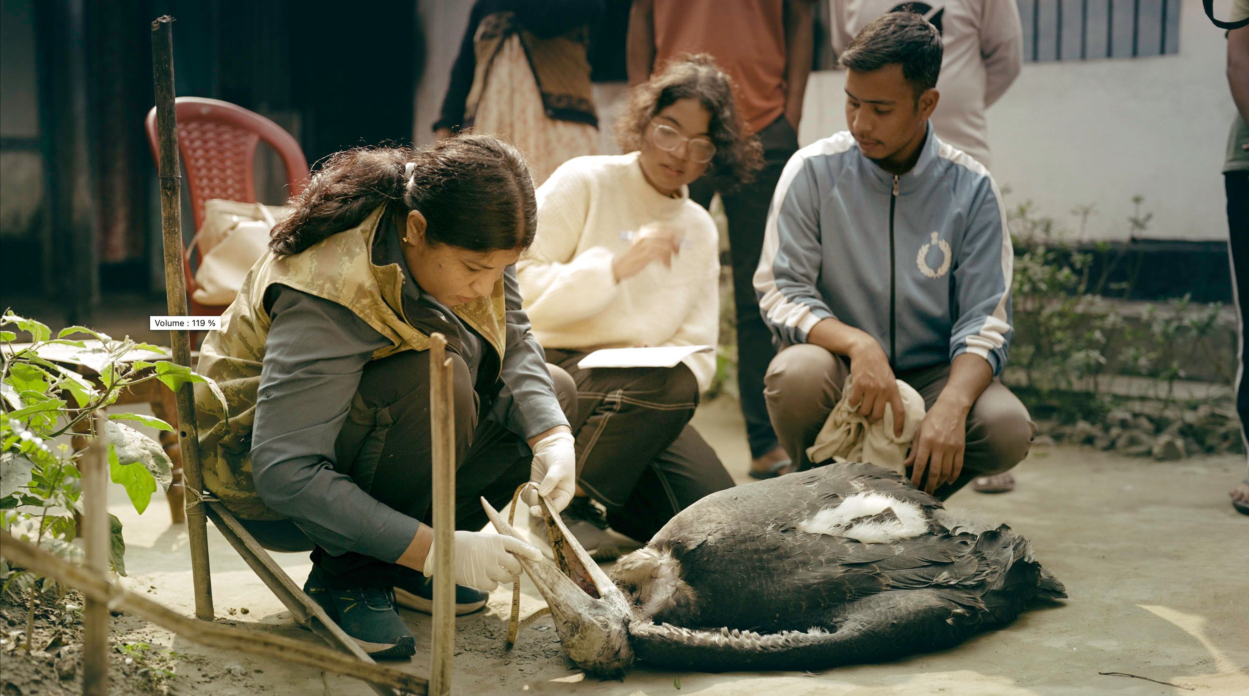 Rescuing a hargila.jpg