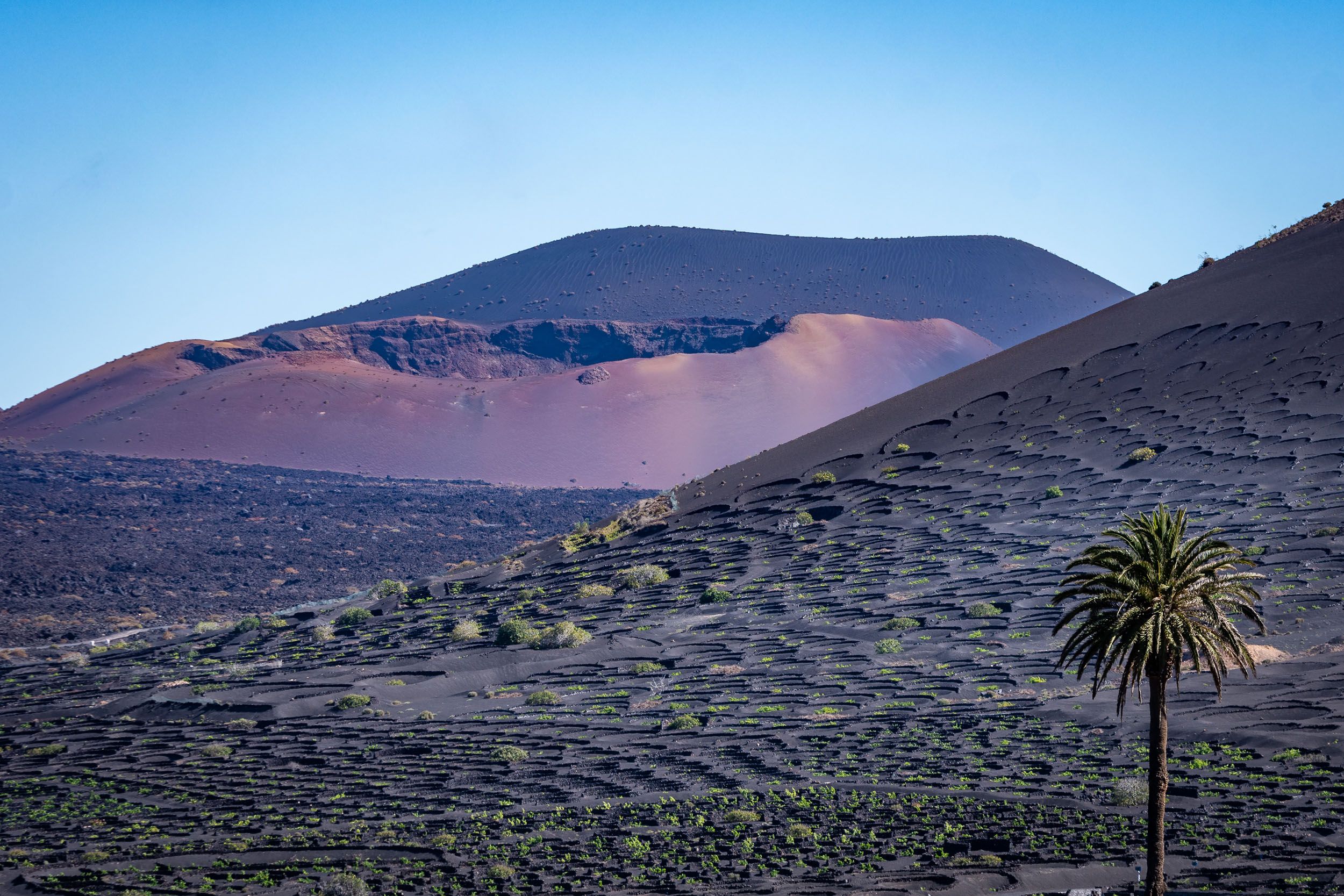Yaiza_La Geria_Palmera y Volcanes de Timanfaya a media manana_©TurismoLanzarote.jpg