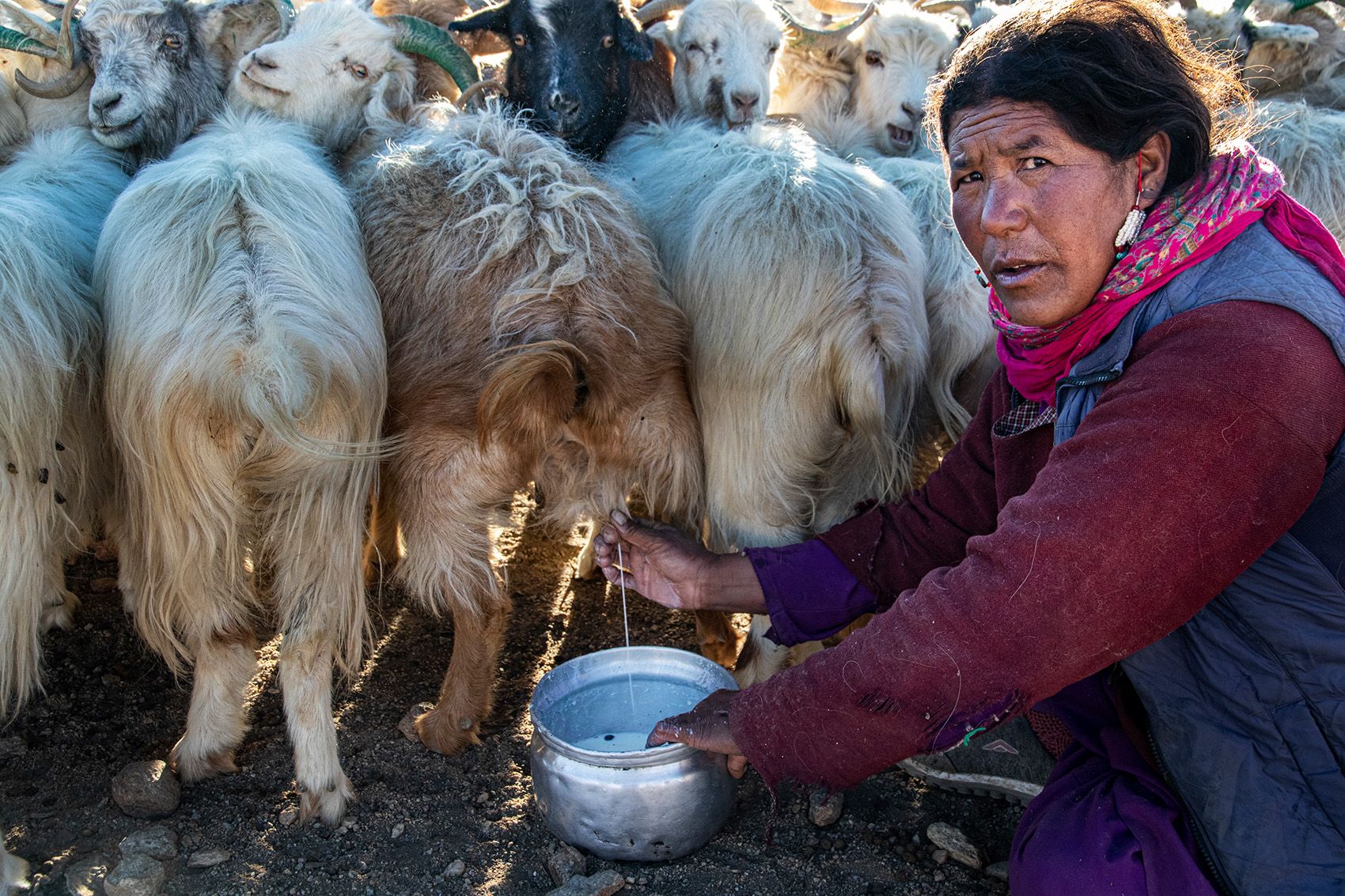 livestock 3.jpg